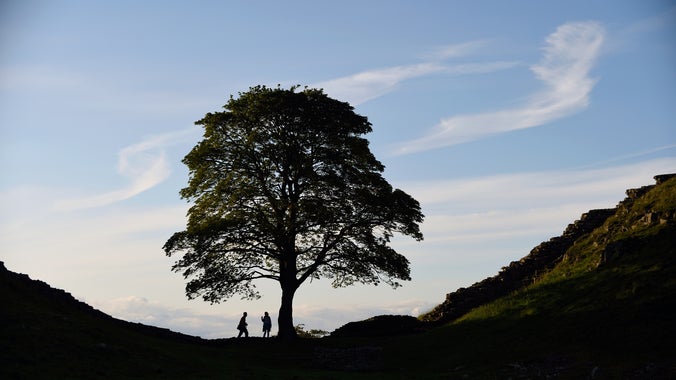 Sycamore Tree in a dip in Hadrian's Wall